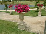 Bougainvillea Pots